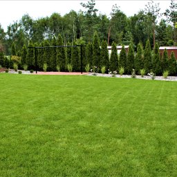 Blossom Garden - Rozległy trawnik z równo przystrzyżoną trawą, obrzeża z kamieni, rząd tuj i metalowa konstrukcja huśtawki w tle.