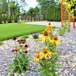 Blossom Garden - Uporządkowany ogród z zielonym trawnikiem, rabatami z żółtymi i czerwonymi jeżówkami oraz ścieżką wysypaną drobnymi kamieniami, zakończony drewnianą konstrukcją z pnączami.