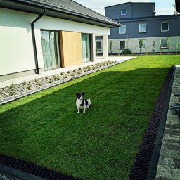 Blossom Garden - Nowoczesny ogród z równo przystrzyżonym trawnikiem, drenażem obwodowym, ozdobnymi kamieniami wzdłuż budynku i psem rasy Jack Russell Terrier siedzącym na trawie.