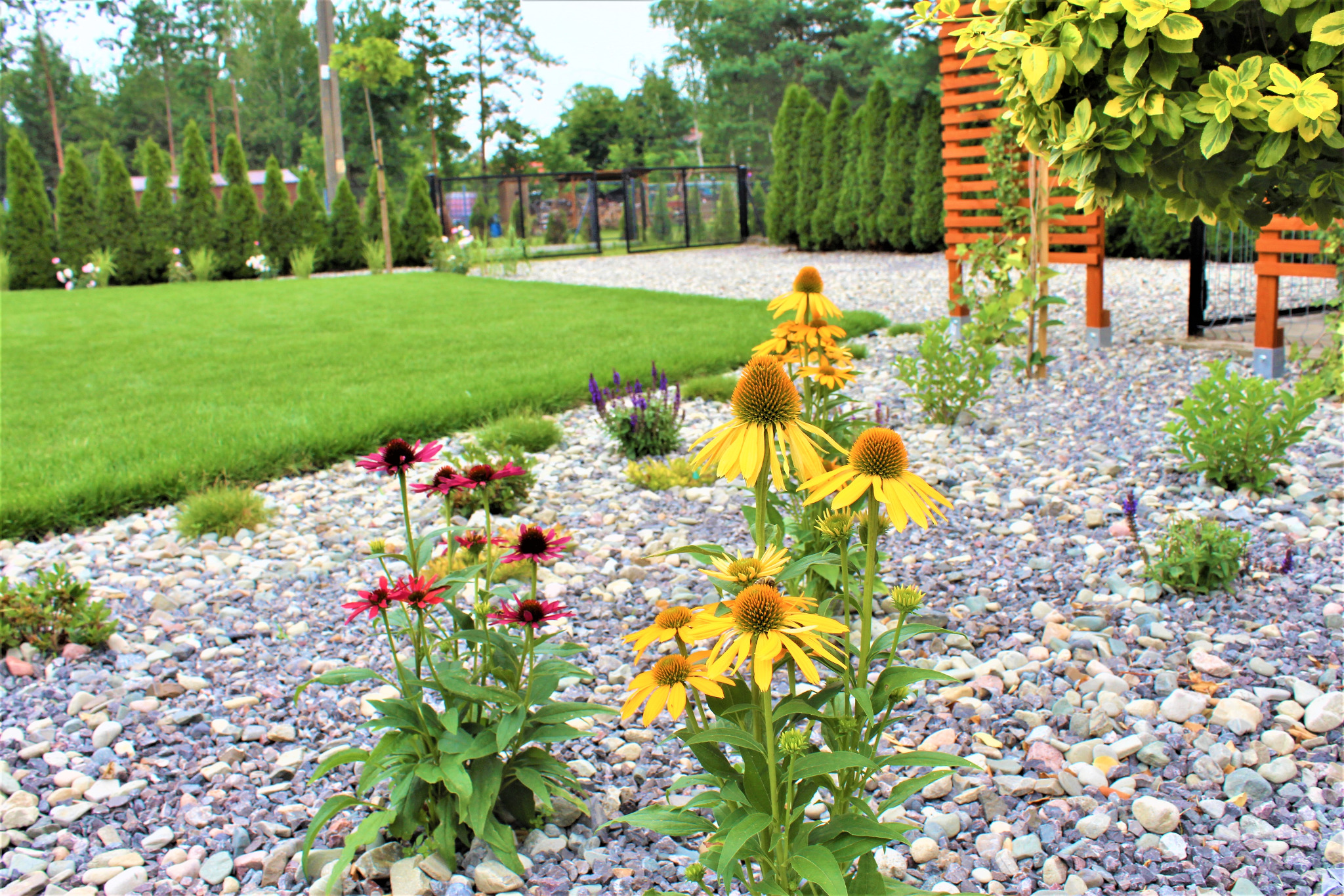 Uporządkowany ogród z zielonym trawnikiem, rabatami z żółtymi i czerwonymi jeżówkami oraz ścieżką wysypaną drobnymi kamieniami, zakończony drewnianą konstrukcją z pnączami.