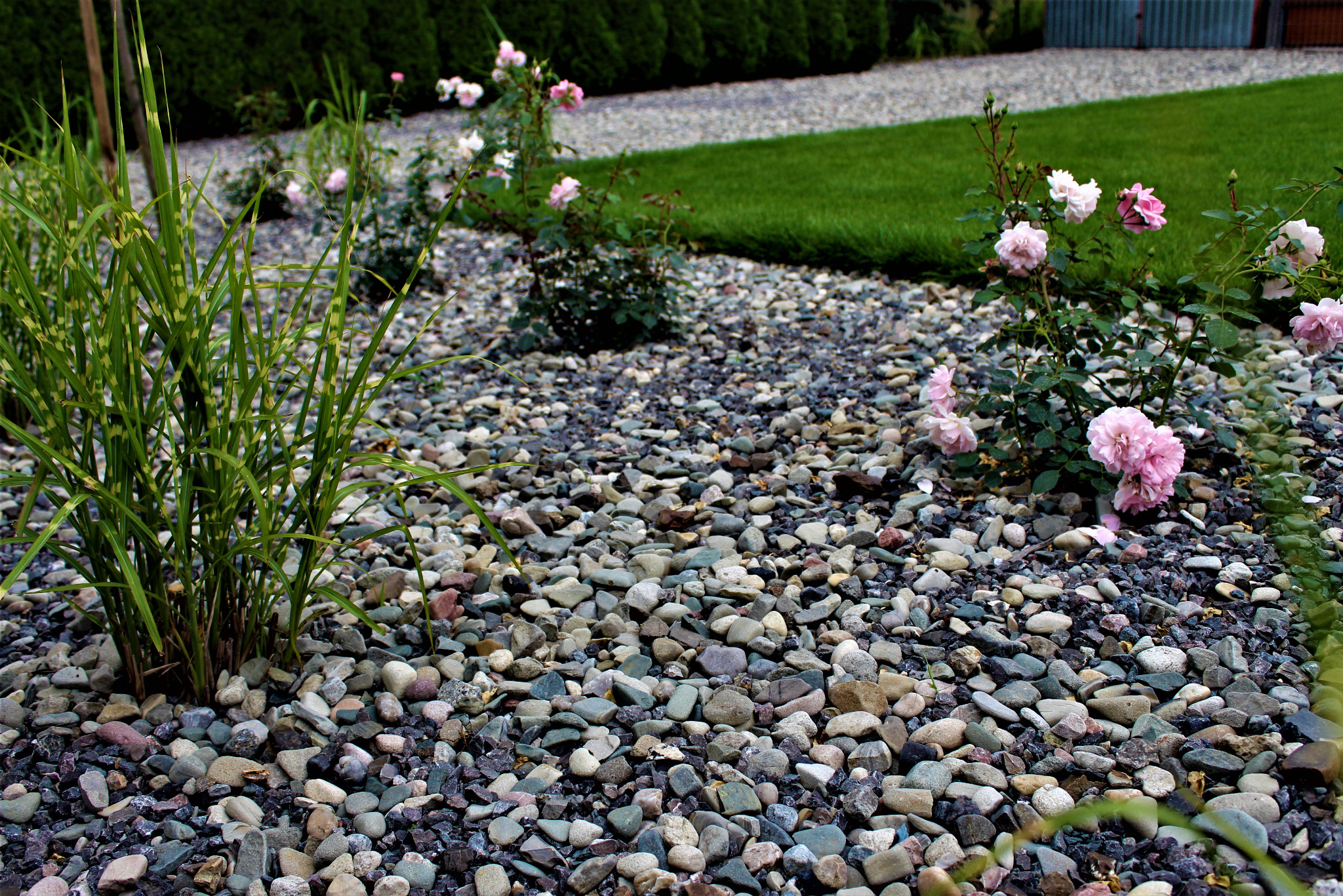 Rabata wysypana drobnymi kamieniami z nasadzeniami ozdobnych traw i kwitnących róż w odcieniach różu, trawnik w tle.