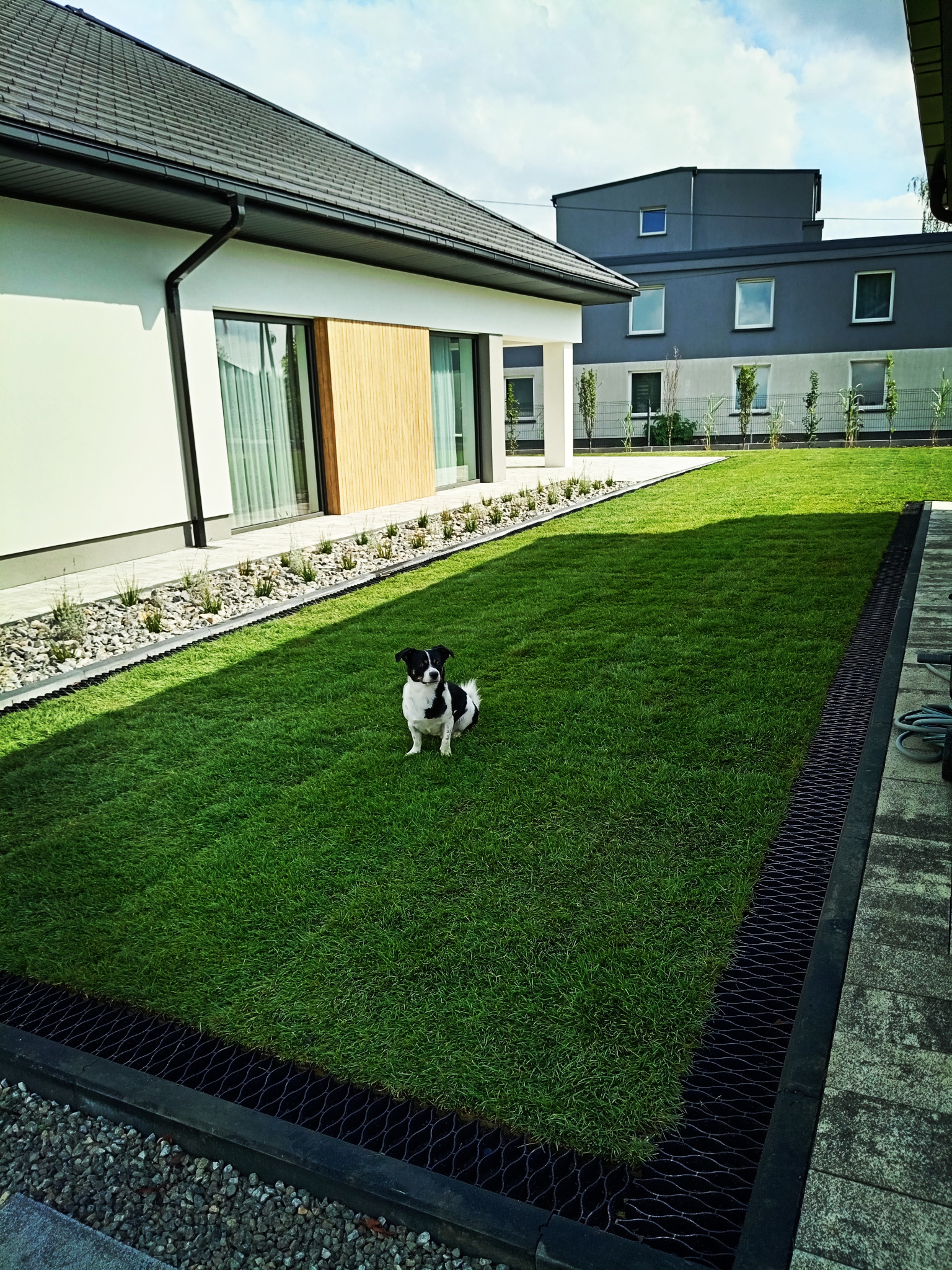 Nowoczesny ogród z równo przystrzyżonym trawnikiem, drenażem obwodowym, ozdobnymi kamieniami wzdłuż budynku i psem rasy Jack Russell Terrier siedzącym na trawie.