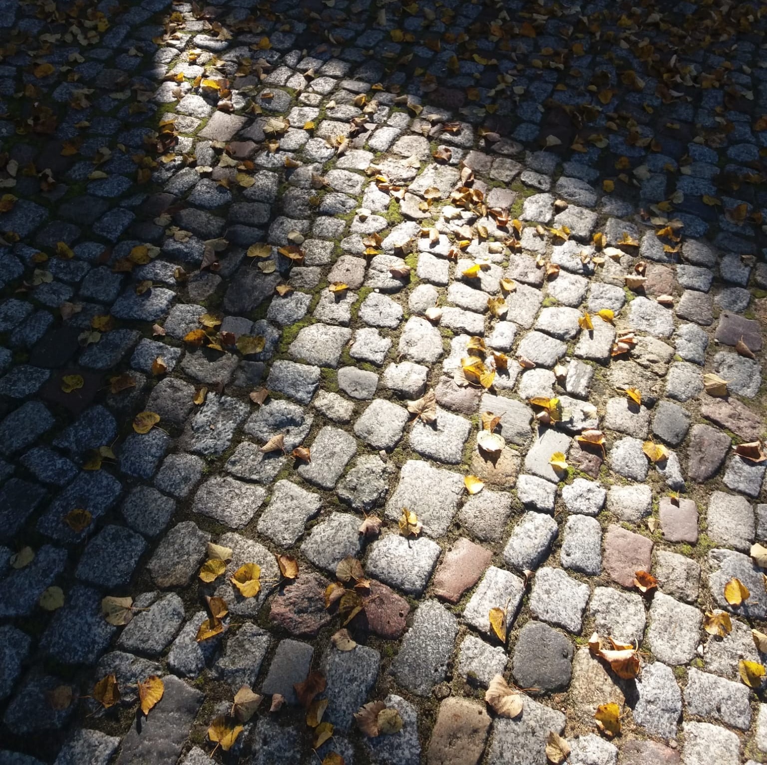 Ułożona z kostki brukowej ścieżka, częściowo oświetlona promieniami słońca, pokryta opadłymi, żółtymi liśćmi.