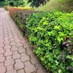 Formowany żywopłot z berberysu o różnych kolorach liści, oddzielający ścieżkę z kostki brukowej od trawnika.
