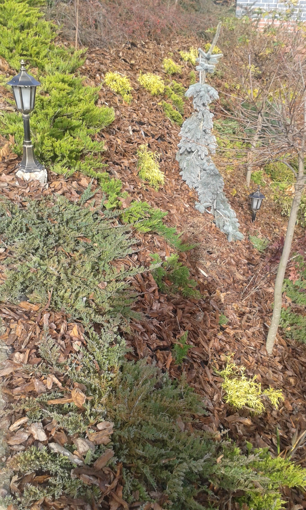 Aranżacja ogrodu z niskimi krzewami iglastymi, drzewkami oraz lampami ogrodowymi na korze.