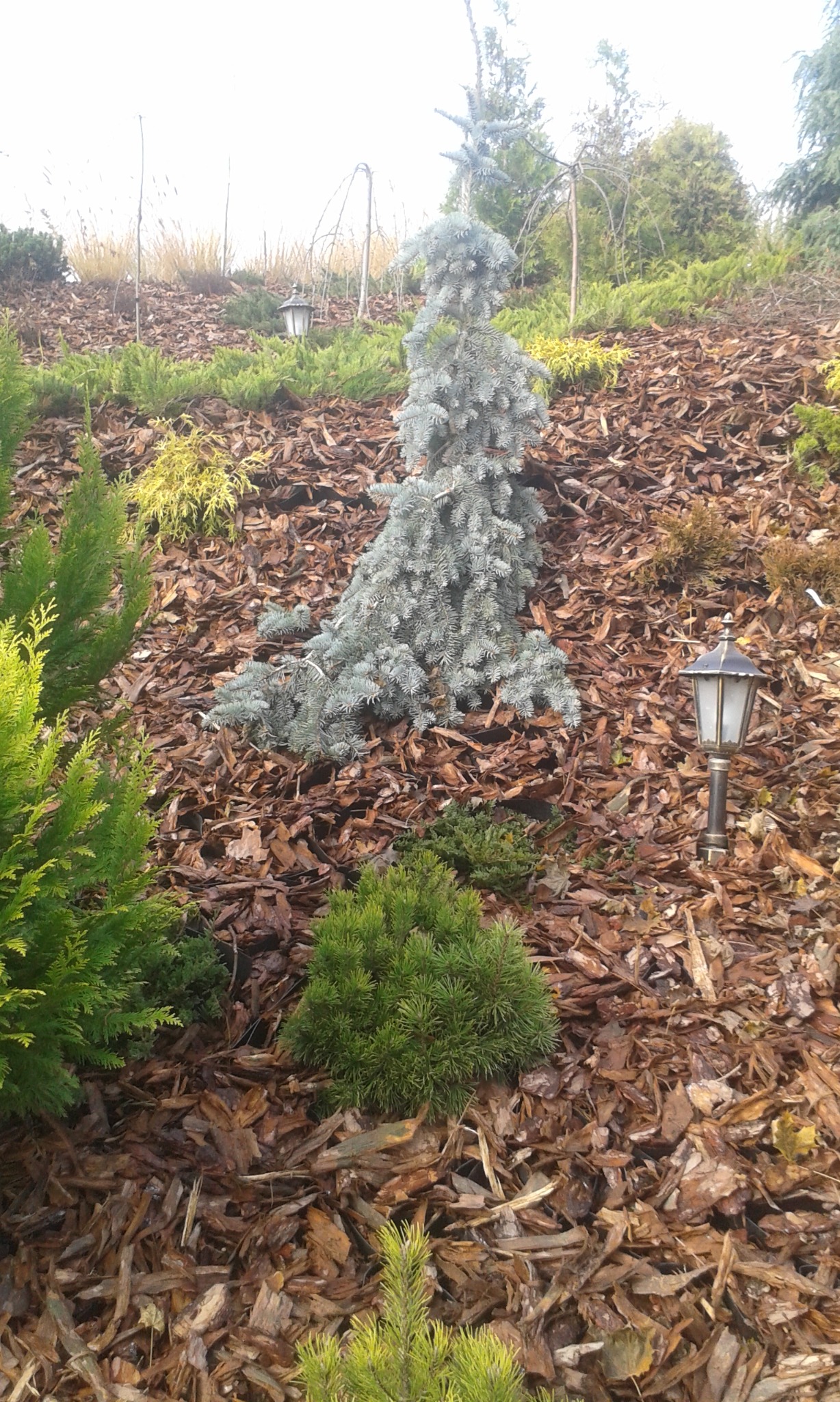 Skarpa w ogrodzie wysypana korą, z ozdobnymi iglakami i niską latarnią ogrodową w tle.