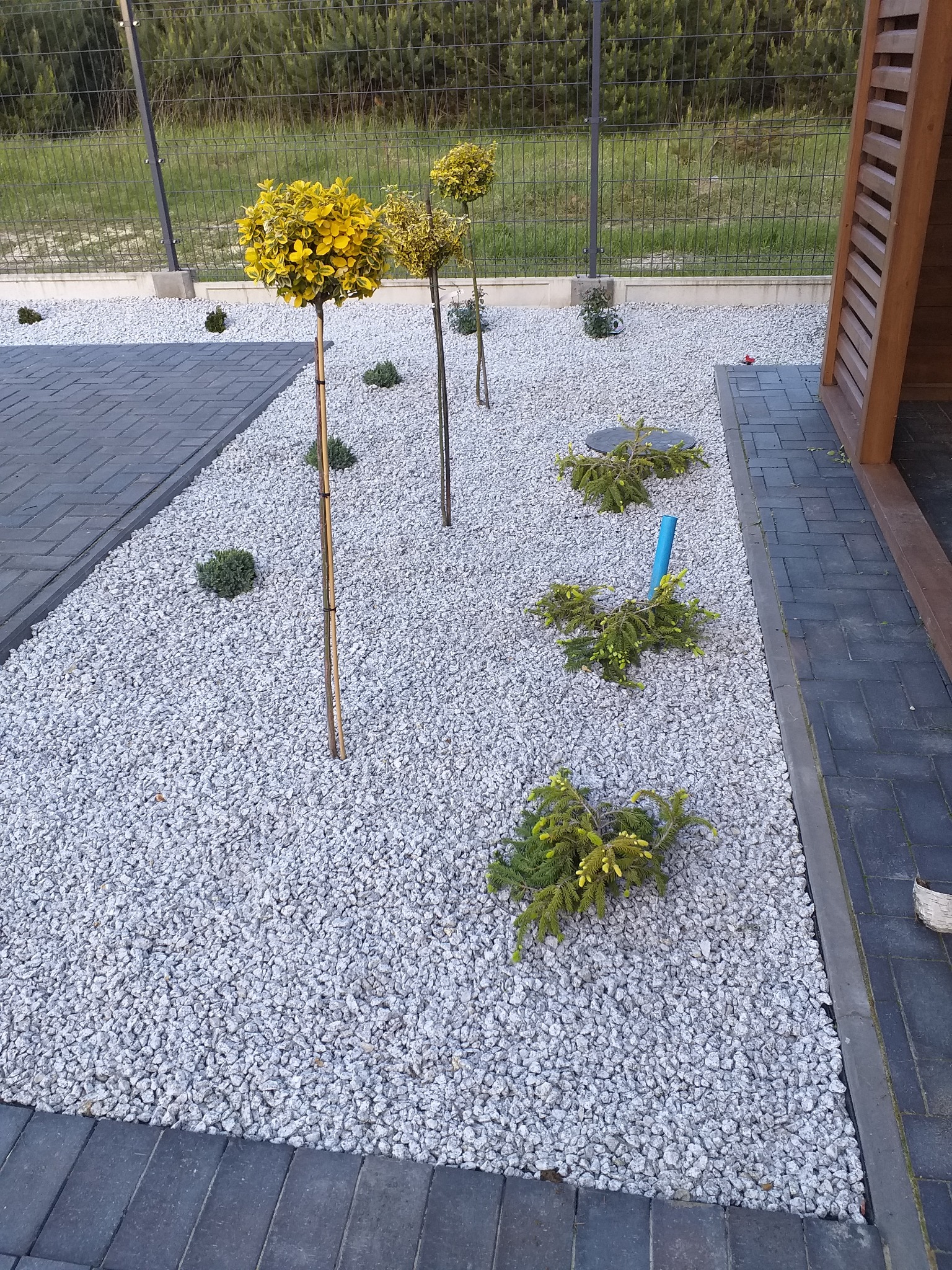 Świeżo zagospodarowany teren z jasnym żwirem, kuliste drzewka na pniu, małe iglaki i kostka brukowa w odcieniach szarości, widok z góry.