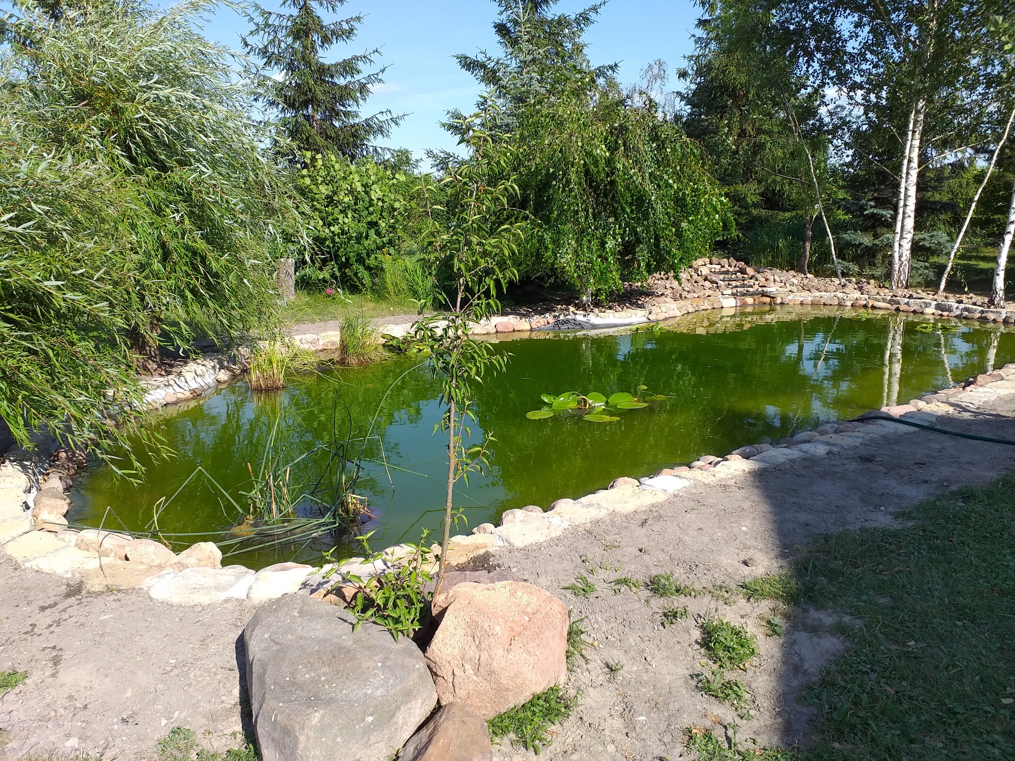 Oczko wodne w ogrodzie z kamiennym brzegiem, otoczone drzewami i roślinnością, z widocznymi liliami wodnymi na powierzchni.