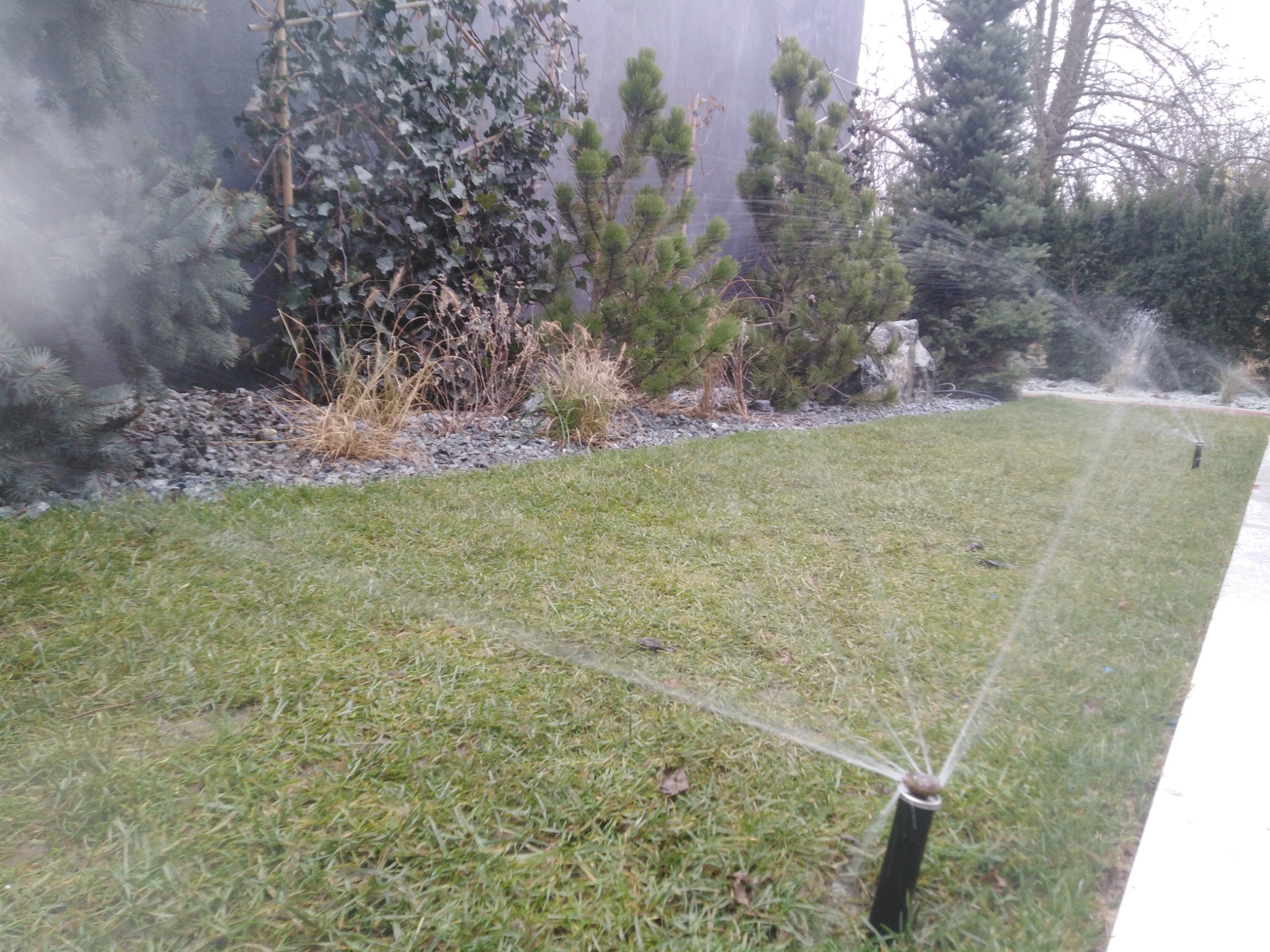 Automatyczne nawadnianie trawnika z widocznymi zraszaczami rotacyjnymi, tle iglaki i kamienny obrzeże.