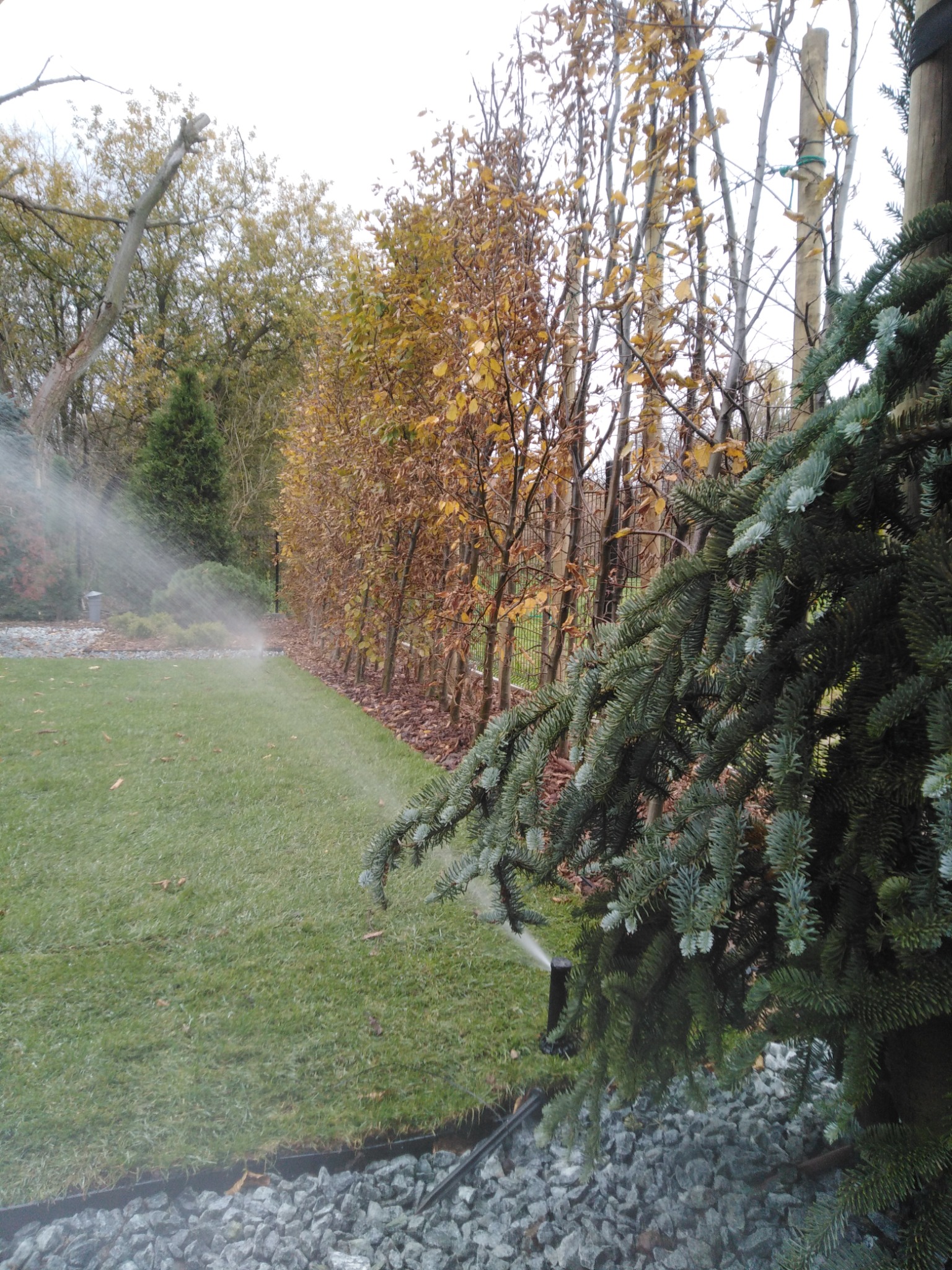 Automatyczny system nawadniania trawnika w ogrodzie z widocznymi zraszaczami, obok iglaste drzewko, w tle żywopłot z brązowymi liśćmi i inne drzewa.