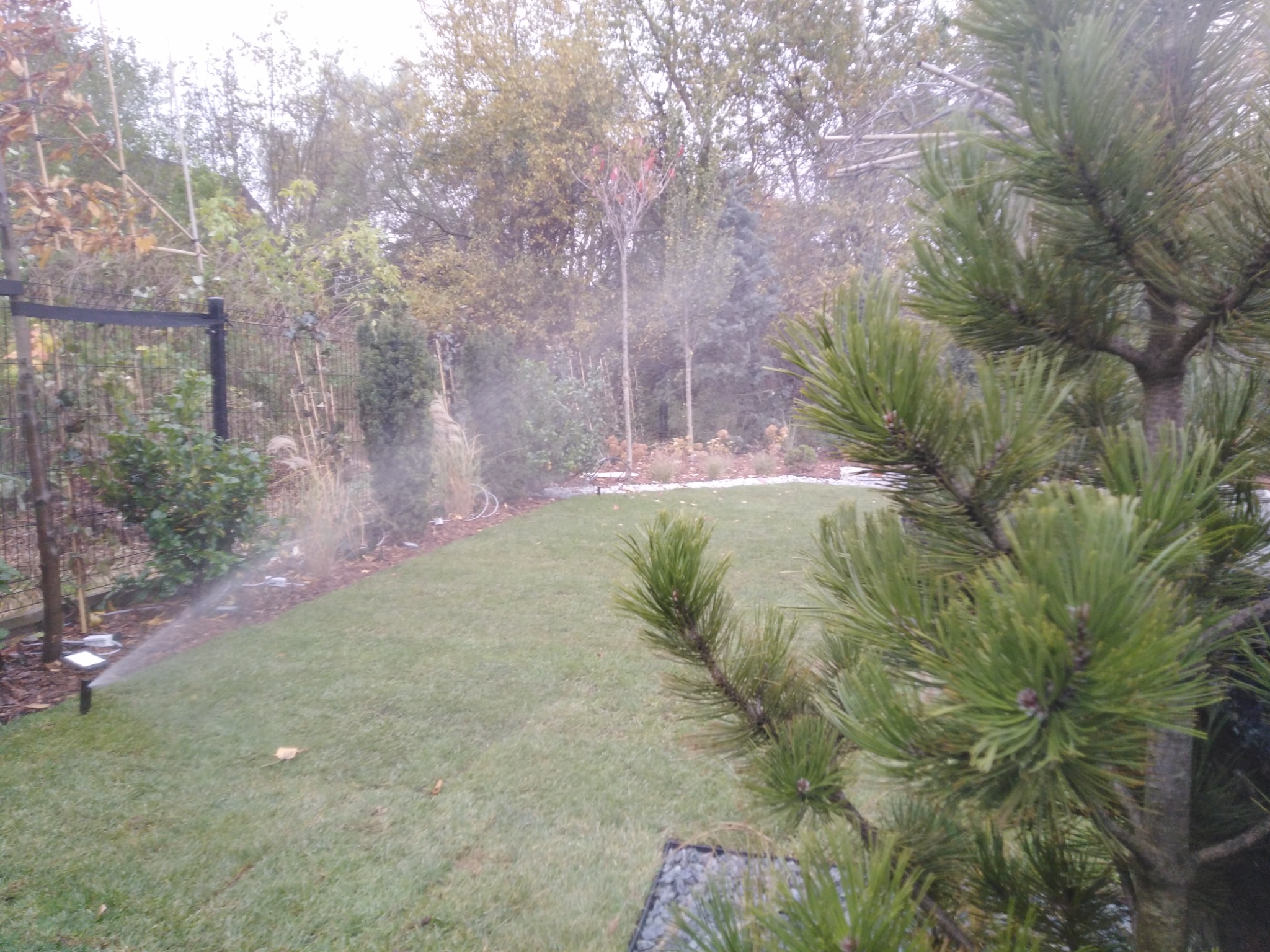 Automatyczny system nawadniania trawnika w ogrodzie, widok zza iglastej gałęzi, zraszacze w akcji.