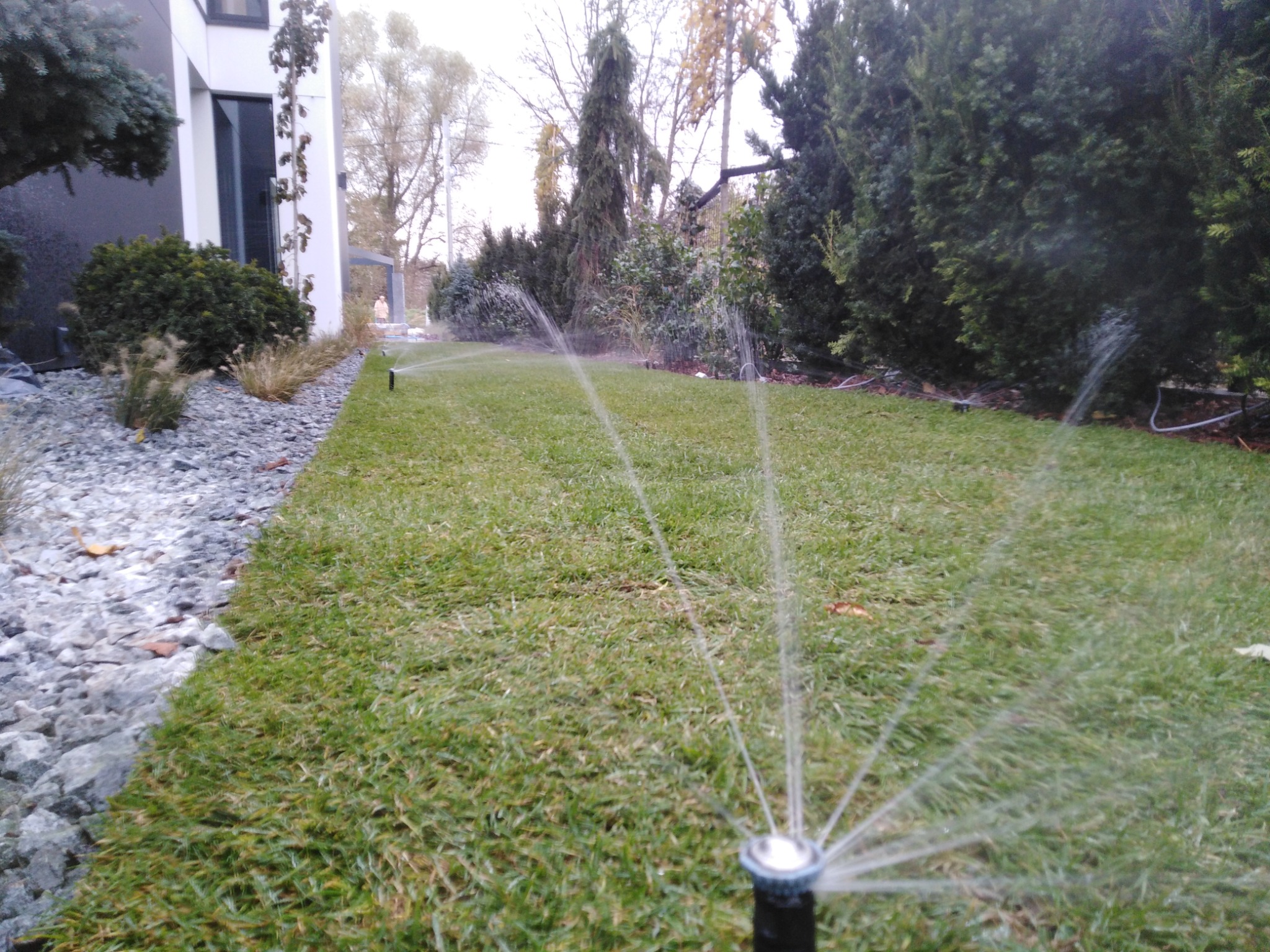 Automatyczne nawadnianie trawnika zraszaczami, widok z bliska na zraszacz w akcji, świeżo położona trawa w rolce, obrzeże z kamienia, nowoczesny dom w tle.