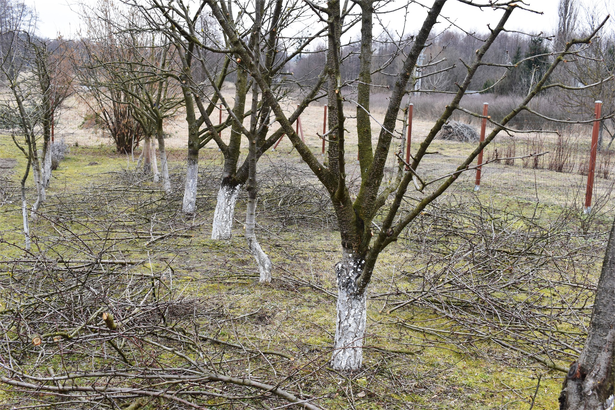 Cięcie prześwietlające drzew owocowych na przedwiośniu
