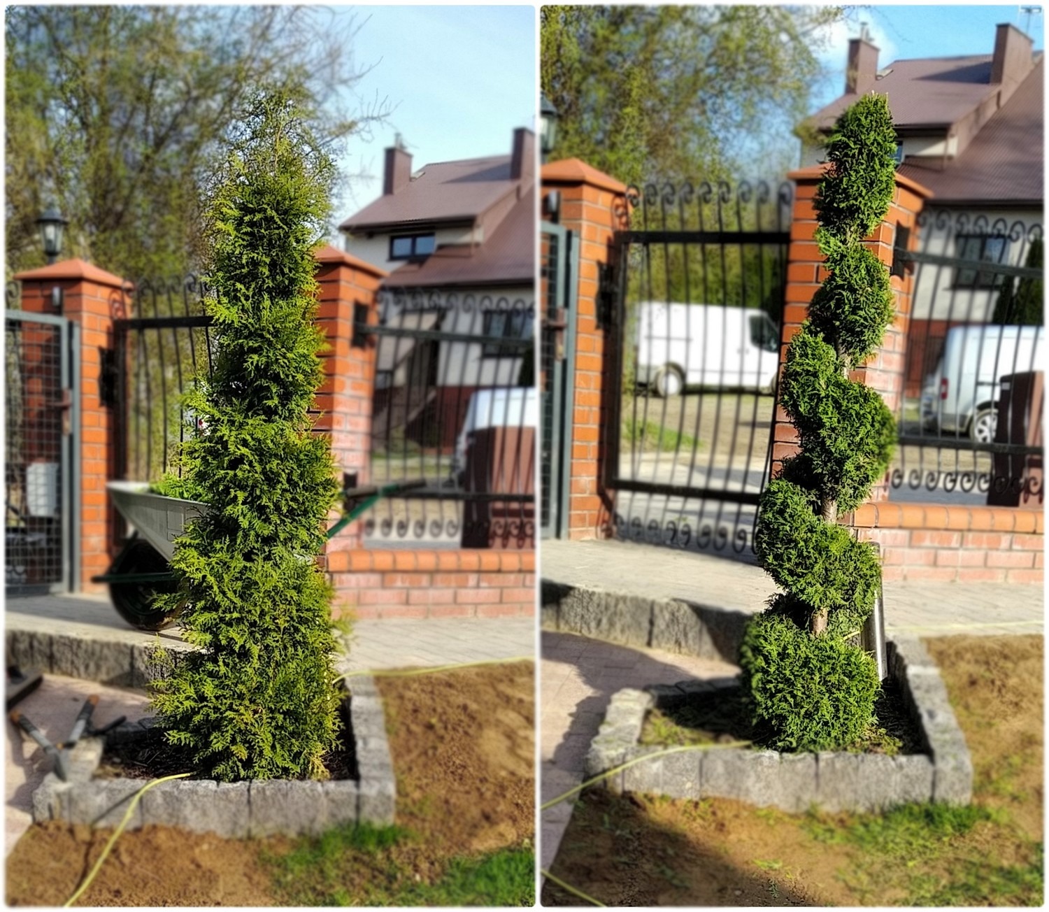 Cięcie formujące żywotnik w tzw. spiralę