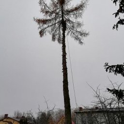 Lasmat Wycinka Drzew - Najwyższej Klasy Inżynier Budownictwa Czarnków