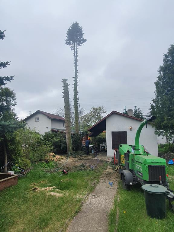 Ścinka alpinistyczna daglezji (brak możliwości wjazdu podnośnikiem koszowym )