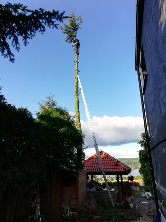 Ścinka sekcyjna daglezji (brak możliwości dojazdu podnośnika koszowego)