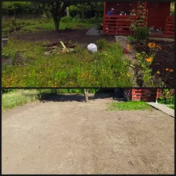 Porównanie stanu działki przed i po wyrównaniu terenu: góra - zarośnięta trawa i chwasty, dół - wyrównana ziemia przygotowana pod trawnik, widoczny pień drzewa.