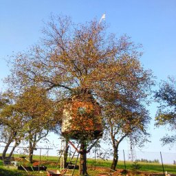 Rebus - Domek na drzewie