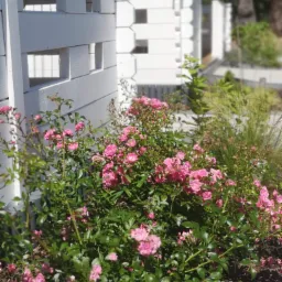 Kwitnące, różowe róże pnące się wzdłuż białego, drewnianego płotu z kwadratowymi prześwitami, z zielenią w tle. Płot tworzy ramę dla roślinności, a światło słoneczne podkreśla delikatność kwiatów.