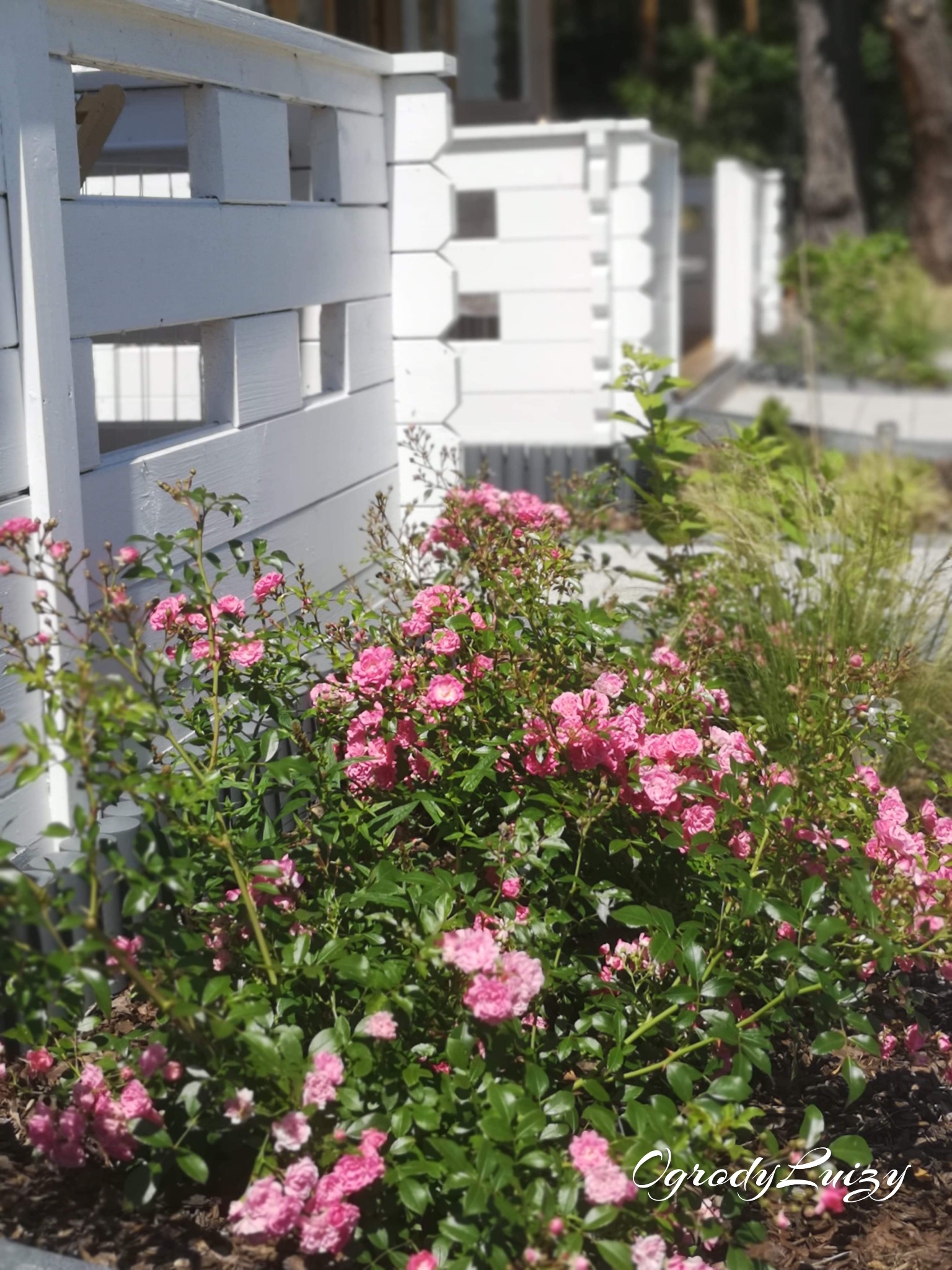 Kwitnące, różowe róże pnące się wzdłuż białego, drewnianego płotu z kwadratowymi prześwitami, z zielenią w tle. Płot tworzy ramę dla roślinności, a światło słoneczne podkreśla delikatność kwiatów.
