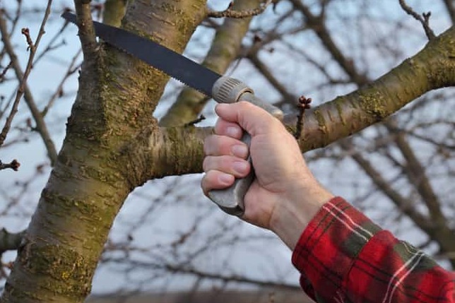 Ręka w koszuli w kratę przycina gałąź drzewa piłą ręczną z szarym uchwytem, widoczne pąki na gałęziach.