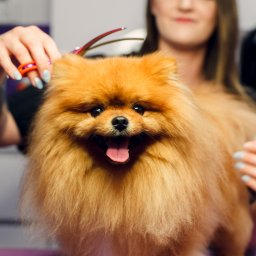 Dermatologiczny gabinet weterynaryjny i Salon Pielęgnacji Zwierząt Futrzak - Pomeranian Spitz z otwartym pyszczkiem podczas strzyżenia przez groomera, widoczne dłonie z nożyczkami i paznokcie pomalowane na jasny kolor.