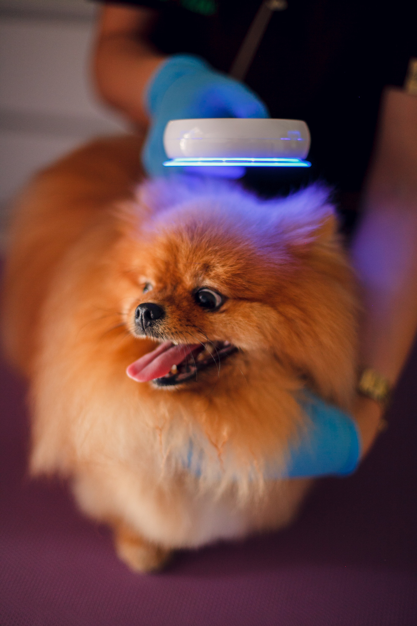 Pomeranian poddawany terapii światłem LED przez osobę w niebieskich rękawiczkach na fioletowym tle.