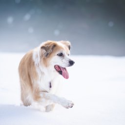 Jakub Kowalski - Beżowo-biały pies rasy mieszanej z otwartym pyskiem biegnie po śniegu, wystawiając przednią łapę. Tło rozmyte, zimowe, z delikatnymi plamkami światła.