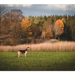 Jakub Kowalski - Pies rasy Gończy Polski stoi na zielonej łące z wysoką trawą, w tle jesienny las i ambona myśliwska. Ujęcie w naturalnym świetle, z delikatną głębią ostrości.