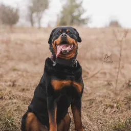 Portret rottweilera siedzącego na trawie z wywieszonym językiem. Pies ma czarną sierść z brązowymi znaczeniami i obrożę. W tle widać drzewa i pole.