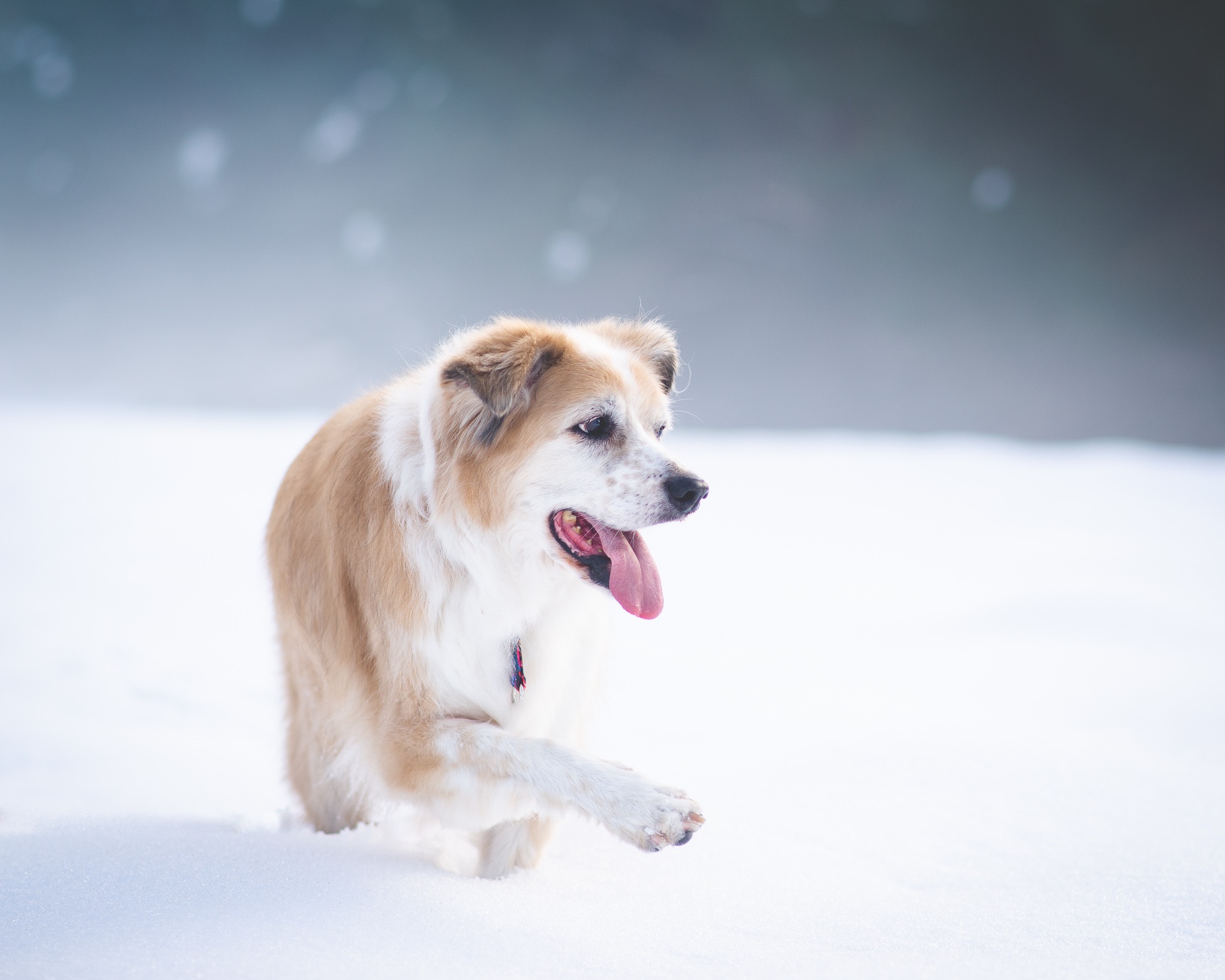 Beżowo-biały pies rasy mieszanej z otwartym pyskiem biegnie po śniegu, wystawiając przednią łapę. Tło rozmyte, zimowe, z delikatnymi plamkami światła.