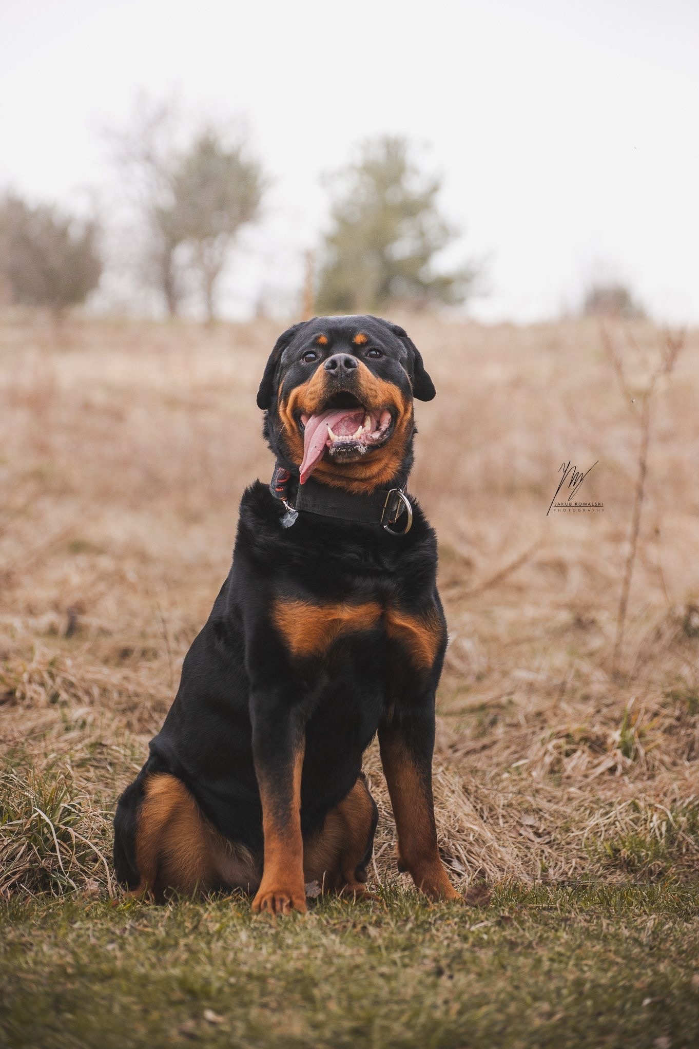 Portret rottweilera siedzącego na trawie z wywieszonym językiem. Pies ma czarną sierść z brązowymi znaczeniami i obrożę. W tle widać drzewa i pole.