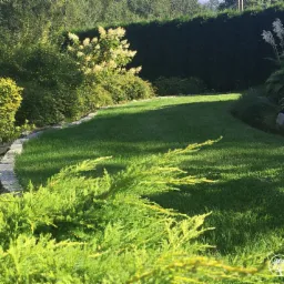 Utrzymany trawnik z krzewami i kwiatami wzdłuż kamiennej obwódki, wysoki żywopłot w tle, widok z poziomu gruntu, z bliska widoczny krzew iglasty.