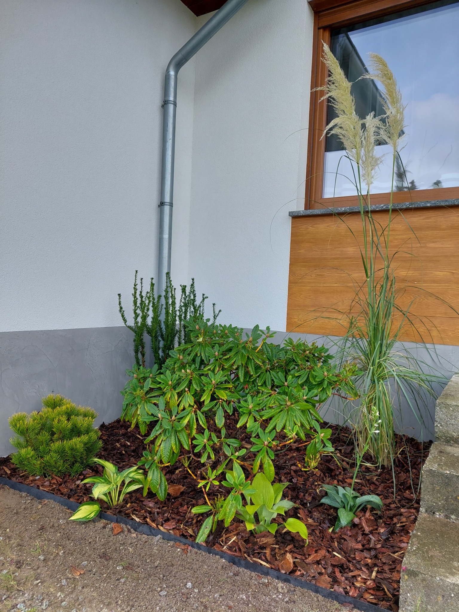 Rabata z korą i różnorodną roślinnością przy ścianie budynku z rynną i oknem, obejmująca iglaki, rododendron i trawy ozdobne.