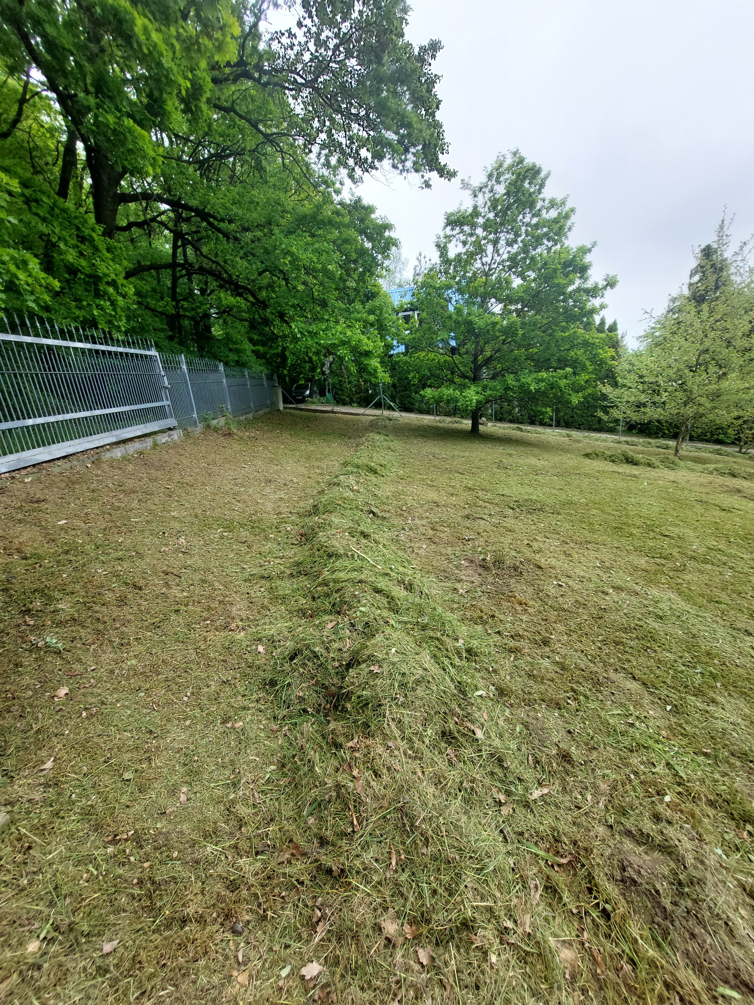 Świeżo skoszona trawa leży w równym pasie na trawniku wzdłuż metalowego ogrodzenia. W tle widoczne drzewa i pochmurne niebo.
