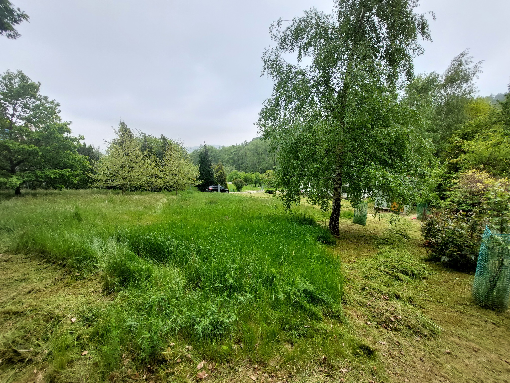 Fragment trawnika z częściowo skoszoną trawą, widoczny duży, rozłożysty brzozowy drzewostan i dalszy plan z zabudowaniami w oddali.