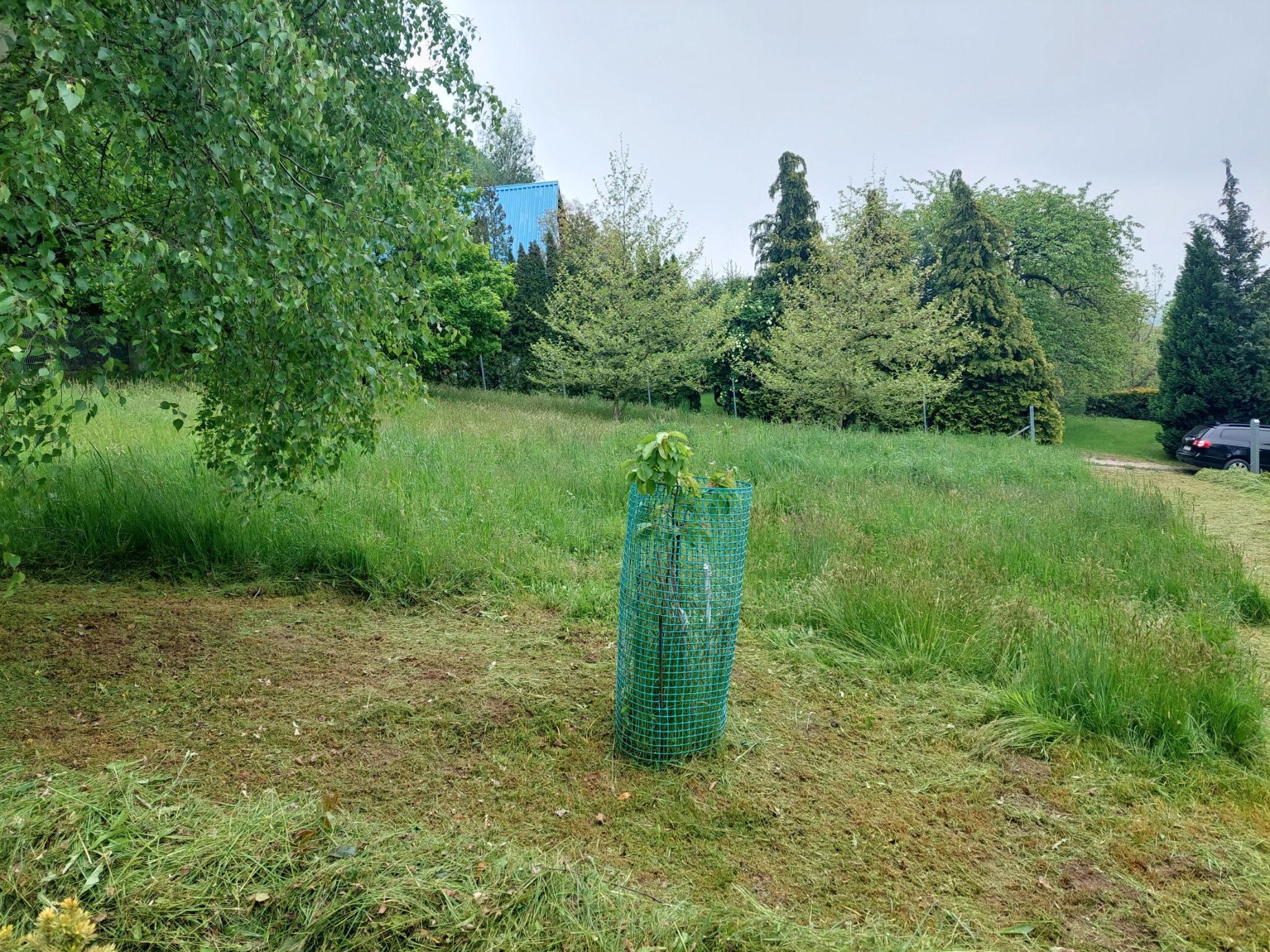 Młode drzewko zabezpieczone zieloną siatką ochronną na trawniku po koszeniu, w tle drzewa i budynek z niebieskim dachem.