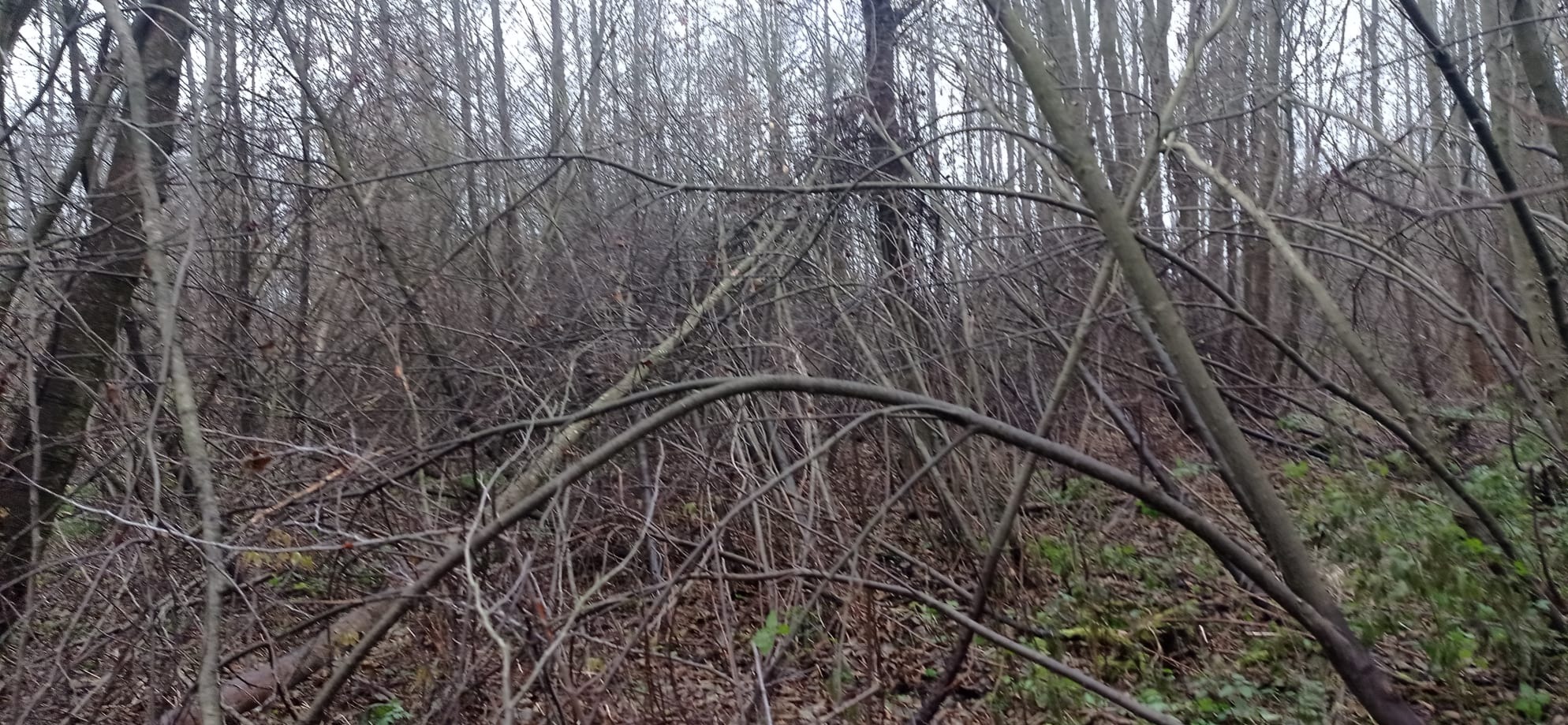 Poszukujemy do współpracy firmy zamujące się zezrębkowaniem, drzew gałęzi i czubków drzew oraz zakupem zrębki leśnej