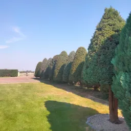 Równy szpaler formowanych, stożkowych drzew iglastych wzdłuż podjazdu, z widoczną bramą w tle i równo skoszoną trawą na pierwszym planie.