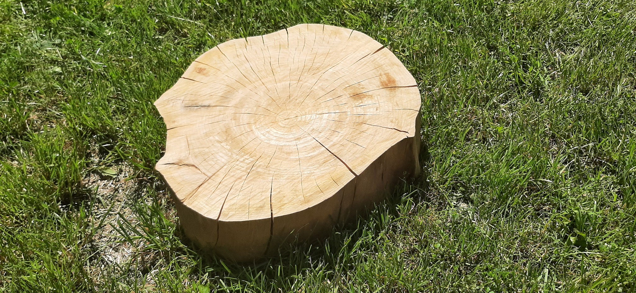 Cięty pień drzewa z widocznymi słojami, leżący na trawie w słoneczny dzień.