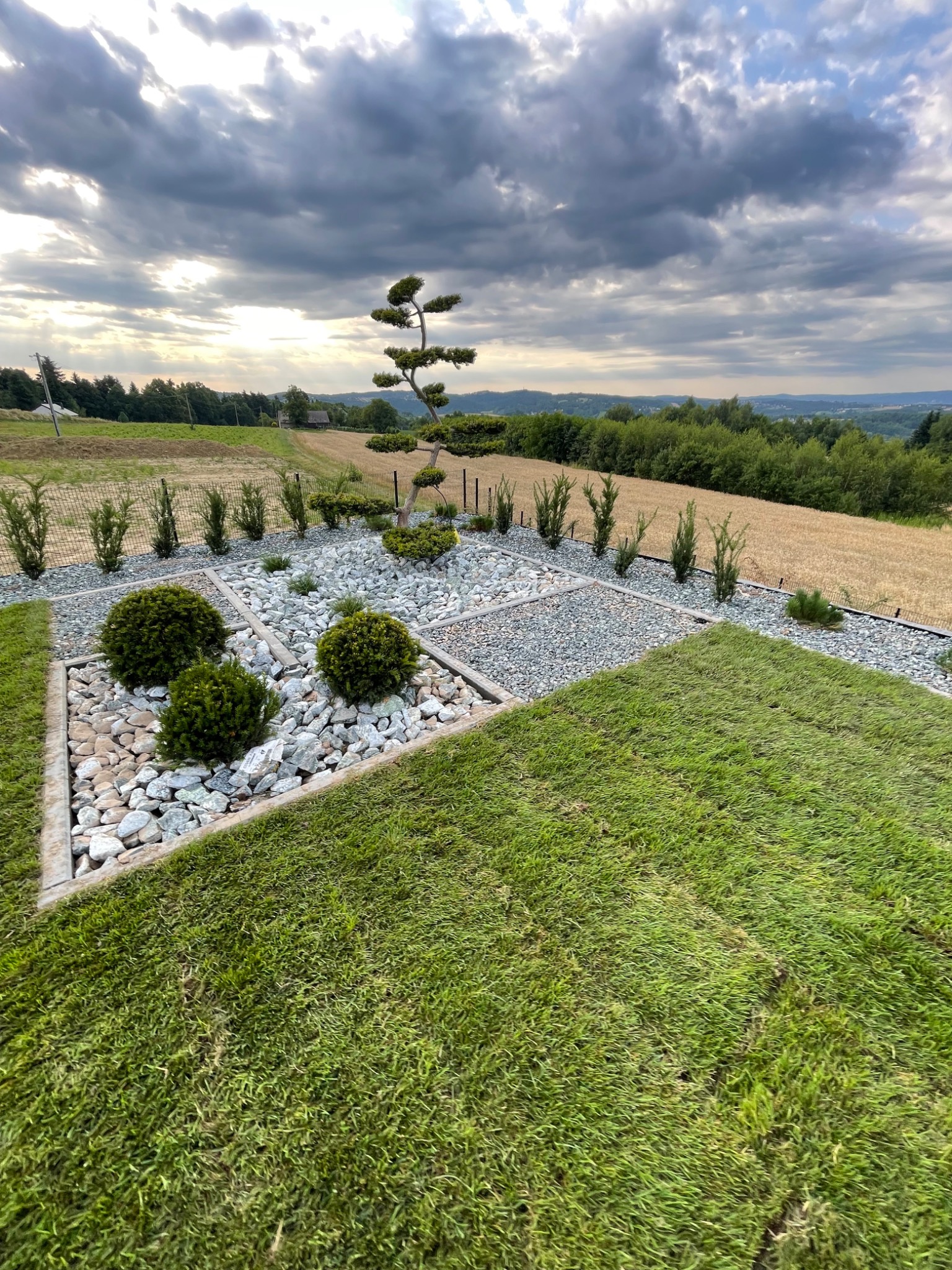 Nowo założony trawnik z rolki, obok rabata z białego grysu, formowane krzewy i drzewko Bonsai na tle pola i zachmurzonego nieba.