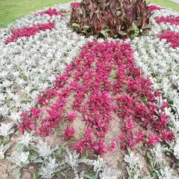 Kwitnący klomb z geometrycznym wzorem z czerwonych i srebrzystych roślin ozdobnych, w tle trawnik i drzewa, w oddali zaparkowany niebieski samochód.