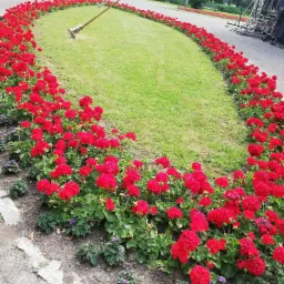Owalny klomb z intensywnie czerwonymi pelargoniami obwiedziony wokół trawnika, w tle drzewa parku i fragment konstrukcji scenicznej.