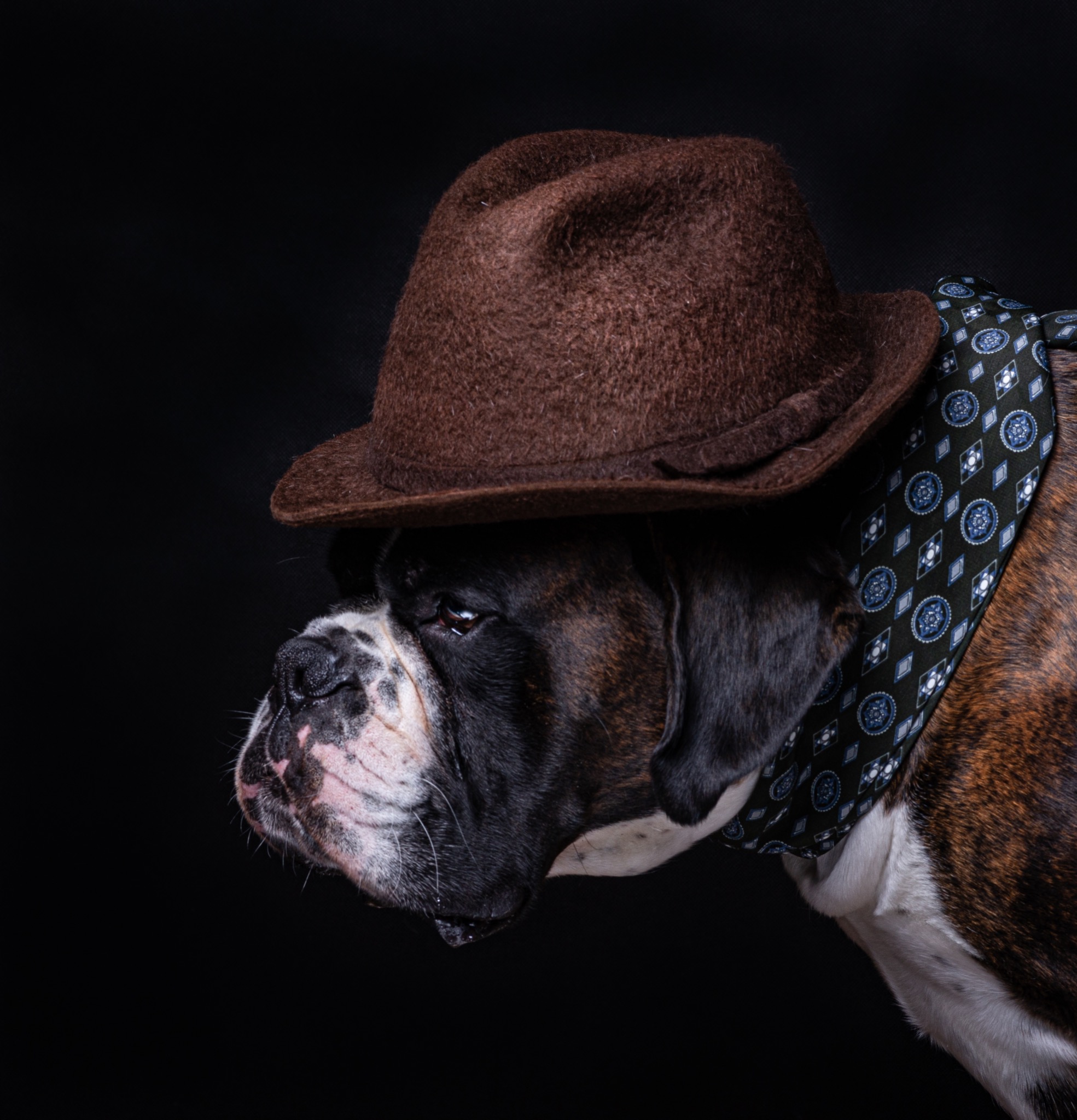 Portret boksera w brązowym kapeluszu i wzorzystym krawacie na czarnym tle, z widocznym ślinieniem się.
