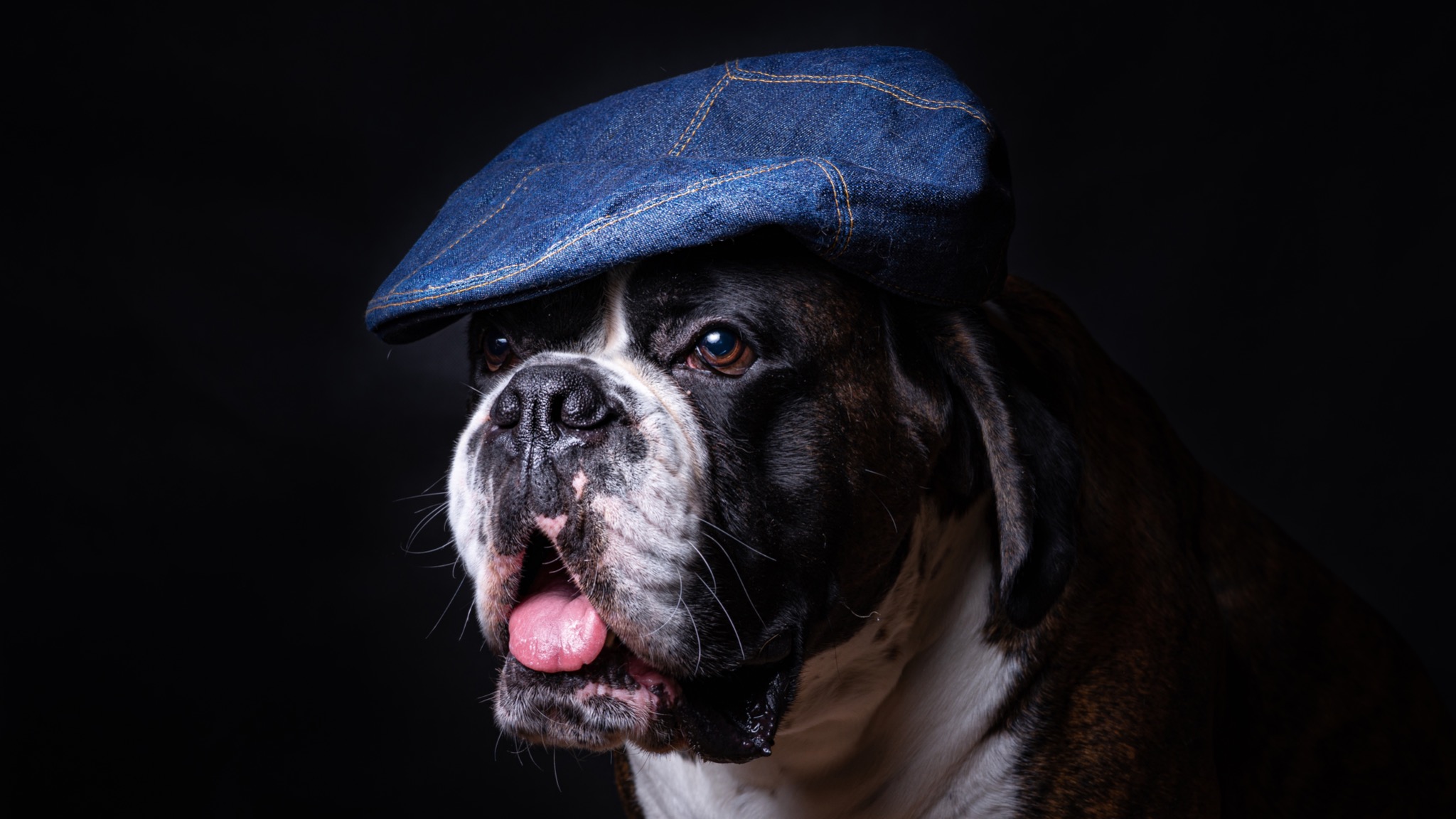 Portret psa rasy bokser z otwartym pyskiem i wywieszonym językiem, noszącego dżinsową czapkę na głowie, na ciemnym tle.