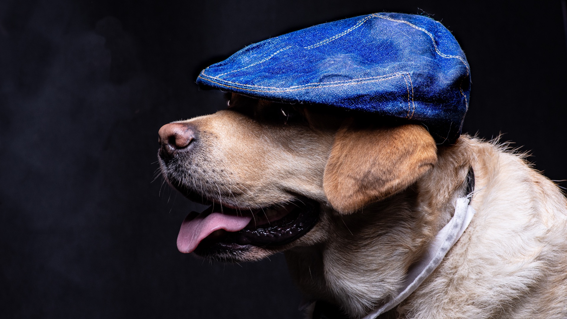 Profil psa rasy labrador w niebieskiej czapce z denimu na czarnym tle, z widocznym językiem i obrożą.