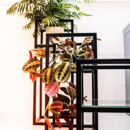 Trzy czarne, metalowe kwietniki w kształcie sześcianów, z roślinami o zielonych i czerwono-zielonych liściach na białym tle.