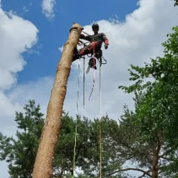 Arborysta w kasku i uprzęży, wysoko na ściętym pniu drzewa, z linami i piłą łańcuchową, na tle błękitnego nieba z chmurami.