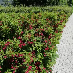 Kwitnący żywopłot z czerwonymi kwiatami wzdłuż chodnika z kostki brukowej, w tle budynek mieszkalny i zielone krzewy.